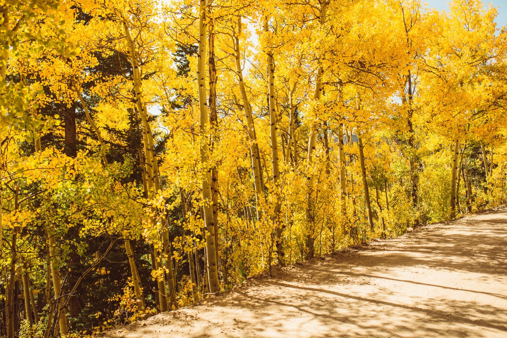 Colorado Fall Photo